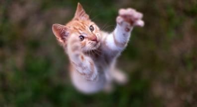 котка скача