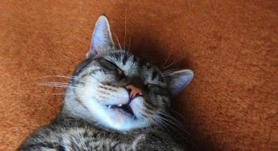 котка спи по гръб