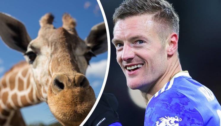 Джейми Варди - Погнаха звездата на Лестър Джейми Варди, искал да купи жираф или пингвин