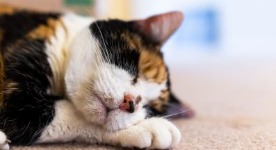 котешко акне