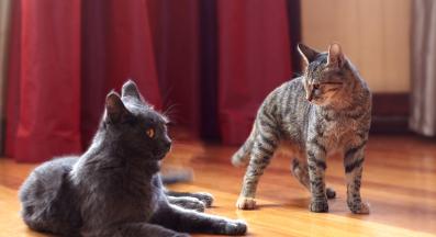 котки живеят заедно