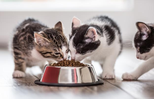 котки се хранят от една купа
