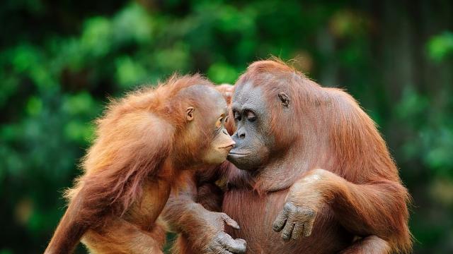 Орангутаните използват собствен жаргон