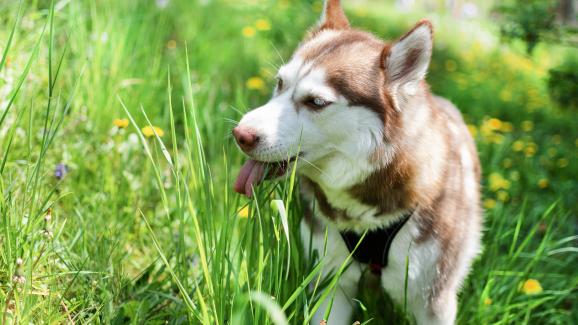 Може ли кучето ни да е алергично към трева