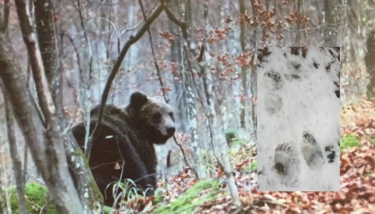 живко - ТЪЖНА СЪДБА: Гръмнаха мечока Живко, нападал в Рибарица
