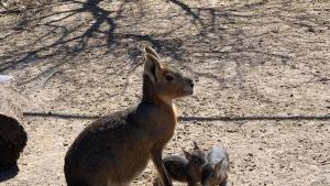 Игривите и сладки бебета патагонски мари радват посетителите на Зоопарк