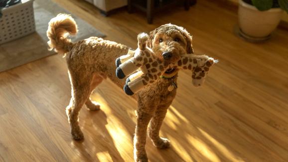Защо кучето ви носи играчка, веднага щом се приберете вкъщи