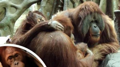 орангутани