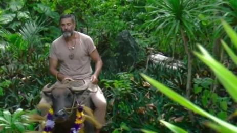 бивол в сървайвър