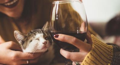 котки и алкохол
