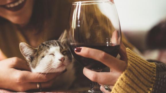 Защо алкохолът е опасен за котките