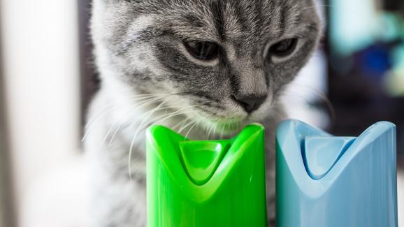 Опасности за котките от почистването на дома с белина