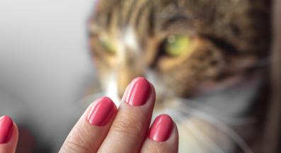 котка козметика препарати