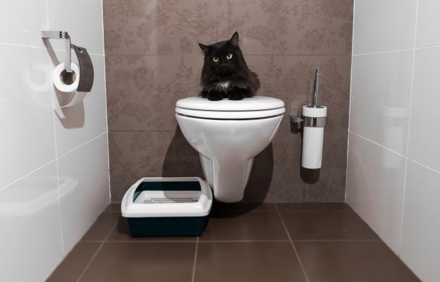 котка в тоалетна