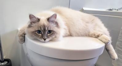 котка в тоалетна