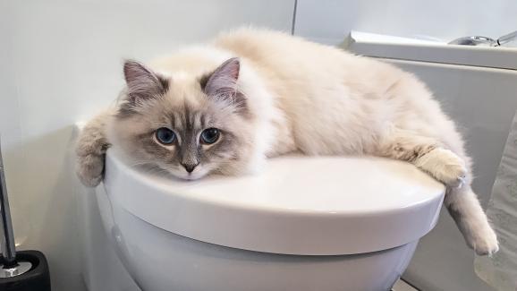 Защо котките пият вода от тоалетната и какви рискове носи тя