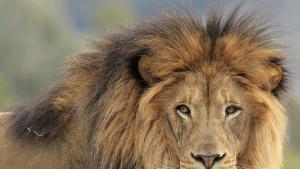 Лъв в зоопарка в Акра разкъса до смърт натрапник предаде