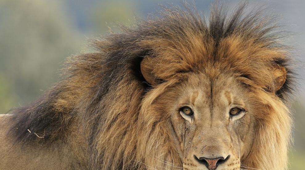 Мистерия: Как мъж оцелява след нападение от лъв преди 6000 г.