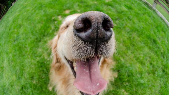 Какво ни казва състоянието на носа за здравето на кучето