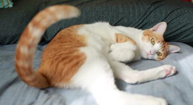 котка вкъщи