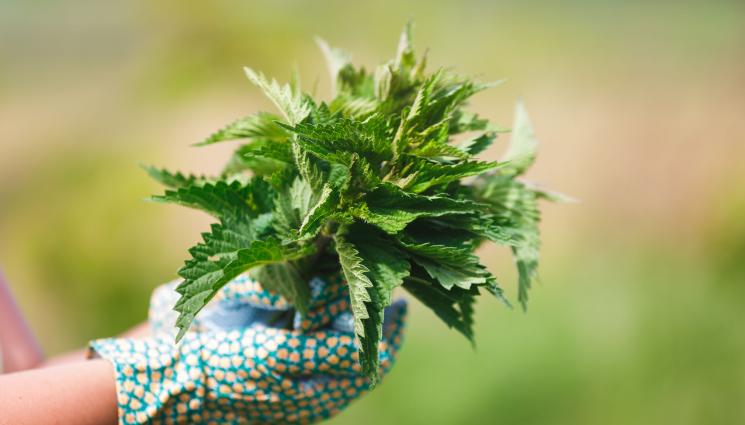 коприва - БИОРИТЪМ: Копривата държи диабета под контрол