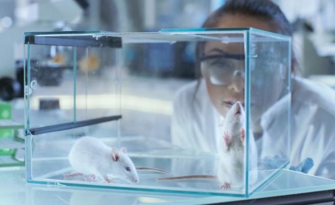 Прозрачна мишка може би е ключът към откриването на лекарства срещу рак