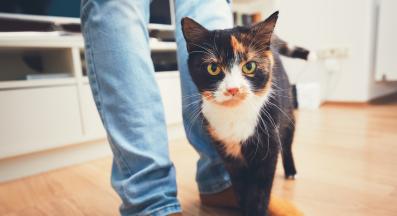 котка и крака на собственик