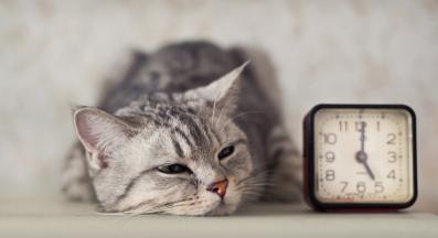 котка и часовник