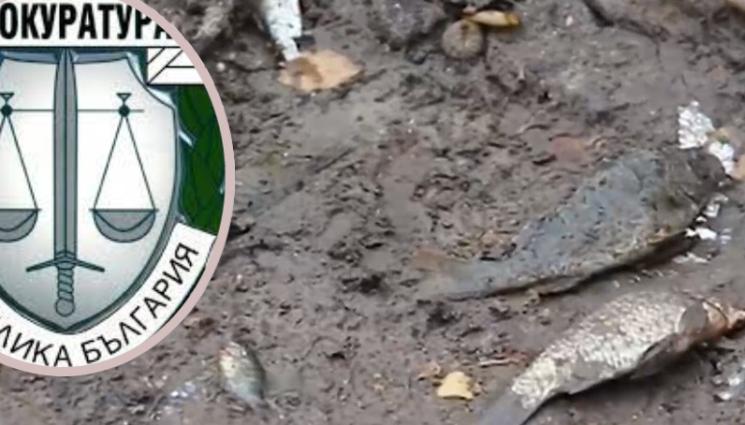 риба - ЕКОКАТАСТРОФА: Прокуратура и полиция на крак заради 20 тона мъртва риба