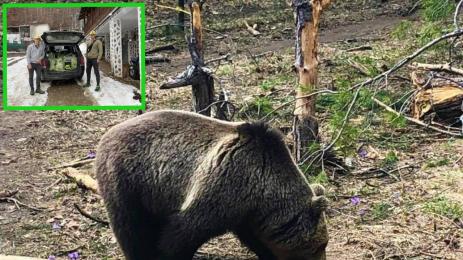 Мечки Бриджит Бардо