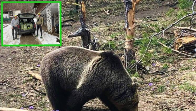 Мечки Бриджит Бардо - След зимния сън: Мечките на Бриджит Бардо хрупат марули