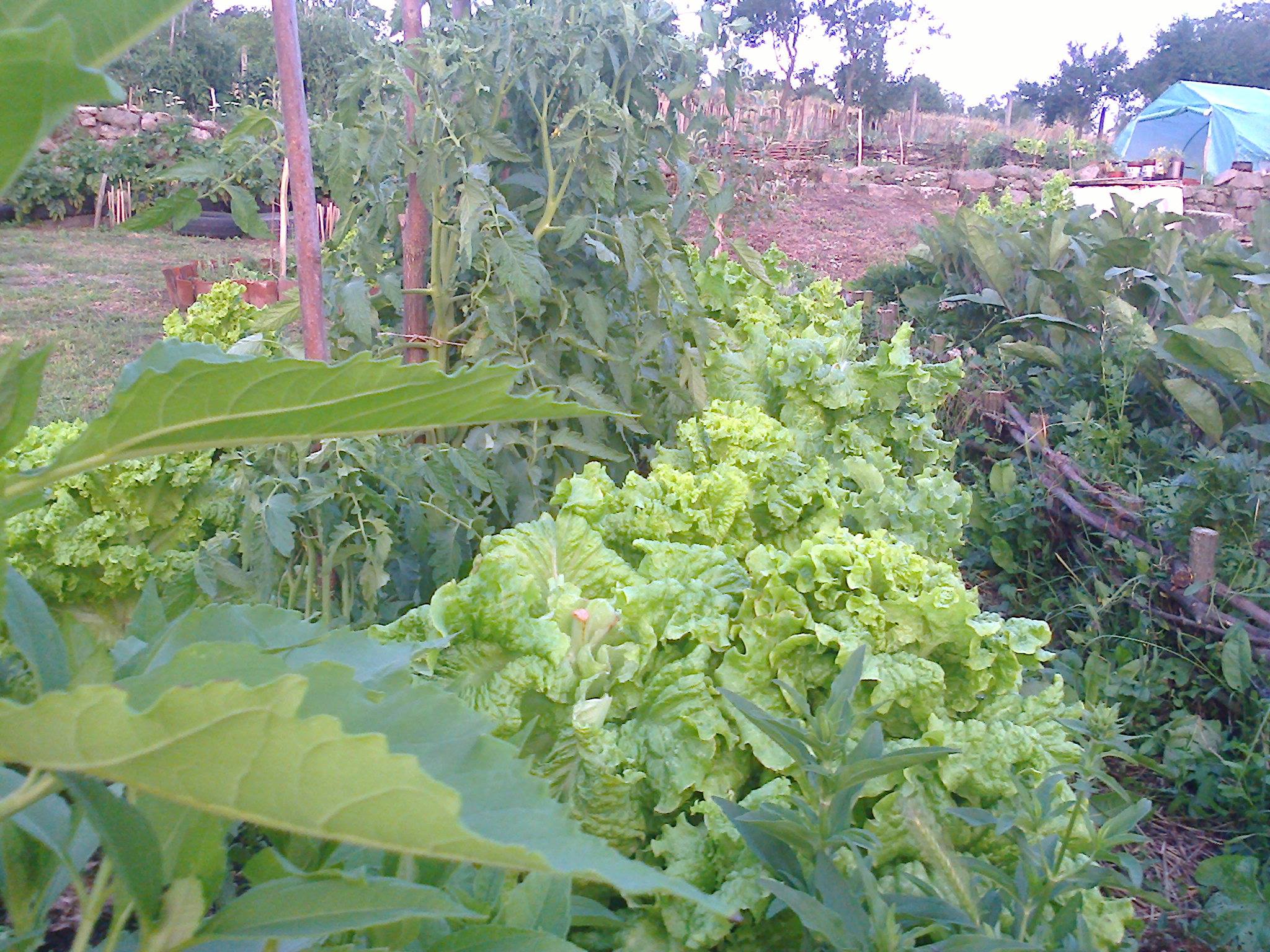 зеленчукови култури