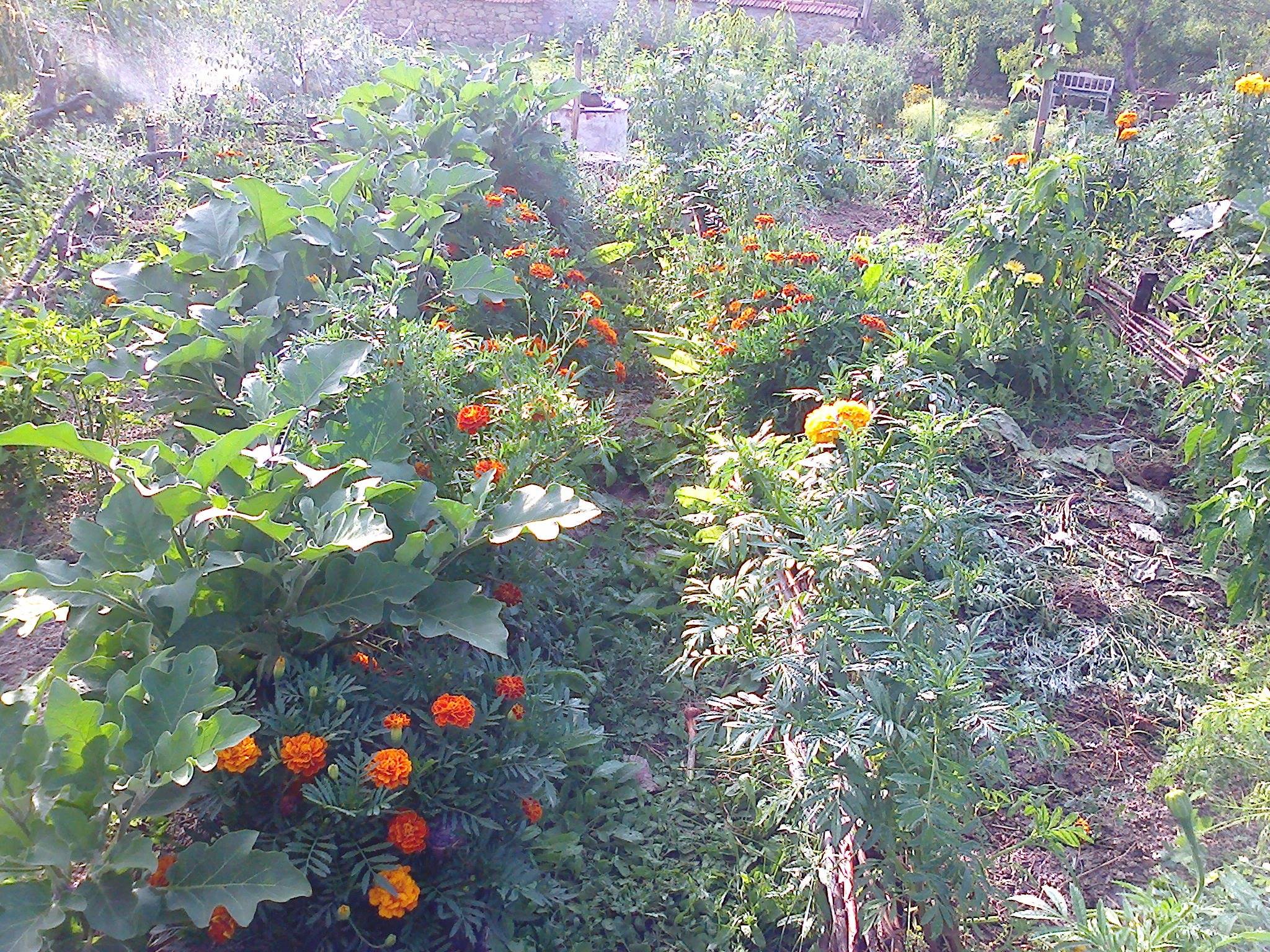 цветя и билки