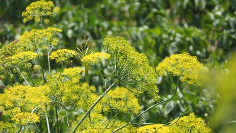 копър градина