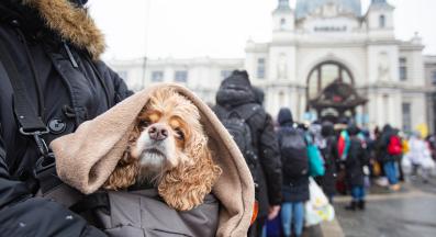 бездомни животни