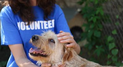 бездомно куче