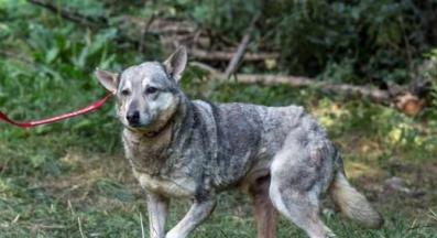 бездомно куче