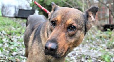 бездомно куче