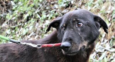 бездомно куче