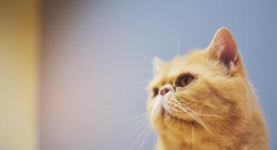 котка се лигави