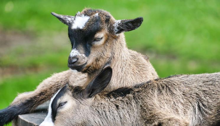 коза - Агро Телеграф: Козите джуджета превземат фермите