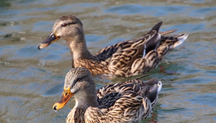 патици - Агро Телеграф: Патиците развиват имунитет срещу птичи грип