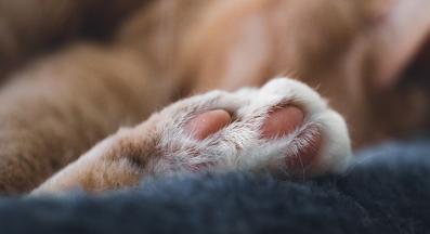 котешки лапи