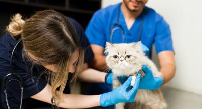 котка с наранен нокът