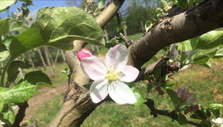овошки - Агро Телеграф: Пролетта се движи по план за овошки и слънчоглед 
