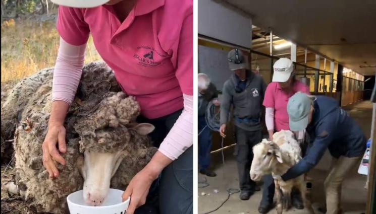 овца - Агро Телеграф: Смъкнаха 44 кила вълна от загубен овен