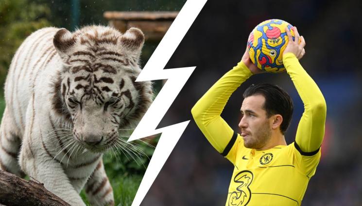 Бен Чилуел - Погнаха ас на Челси, влачил с въже тигър. Подобна увеселителна атракция е неуместна, скочиха защитниците на животни