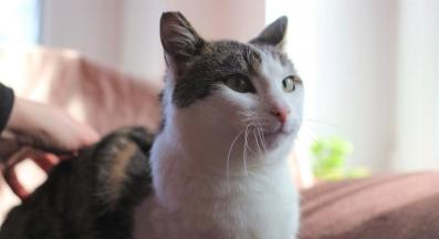 осиновяване коте Румба Четири лапи