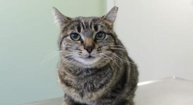 осиновяване коте Сива Четири лапи