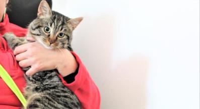 осиновяване коте Бостън Четири лапи